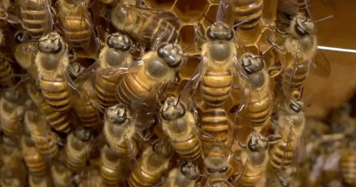 神奇中醫療法丨“以毒攻毒”（中醫版）