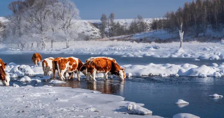 冬季內蒙古 千里冰雪盛情迎遠客