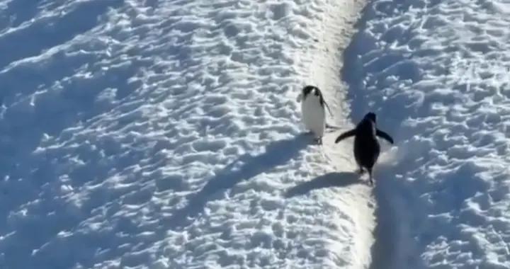 當兩隻“I 鵝”相遇：社恐禮讓的背後，是你不知道的離譜生存技能