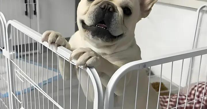 狗狗毛髮褪色，毛髮差喫什麼狗糧好？