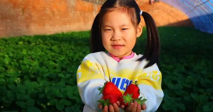 北京辛莊村：草莓甜了好日子