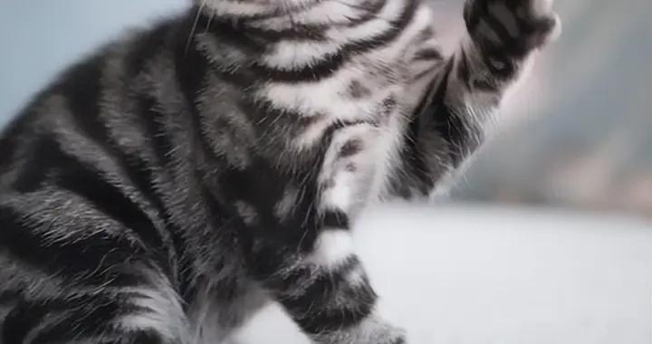 貓糧排行榜，有什麼推薦的貓糧？