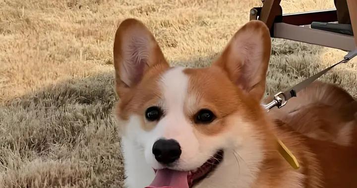 柯基有黑下巴怎麼辦？有什麼能夠緩解黑下巴的狗糧？