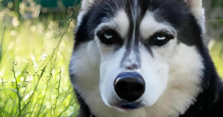 狗糧推薦，2026有什麼推薦的狗糧？