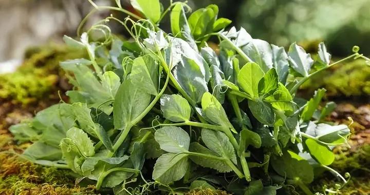 真正的“冬日頂流”！維 C 含量比橙子還高，很多北方人沒喫過