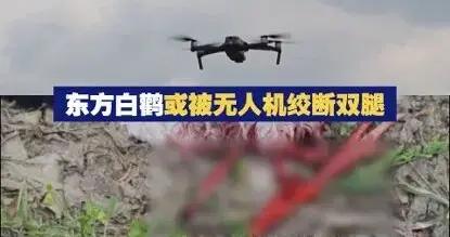 再兇的猛禽，也會怕這種“大鐵鳥”