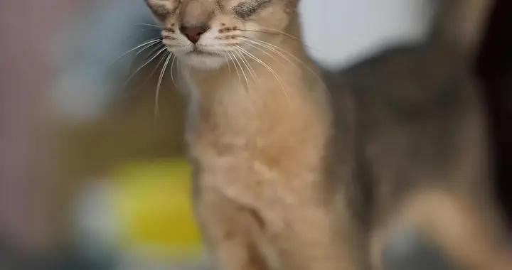 阿比西尼亞貓免疫力低喫什麼貓糧？補充營養貓糧有哪些？