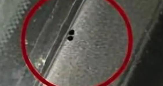 車子千萬別停在這種樹下啊，會被蟲子咬出一個個圓洞！！！