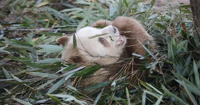 棕色大熊貓“七仔”享受冬日時光