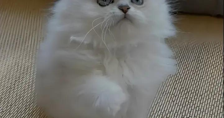 貓咪零食排行榜，推薦什麼牌子？