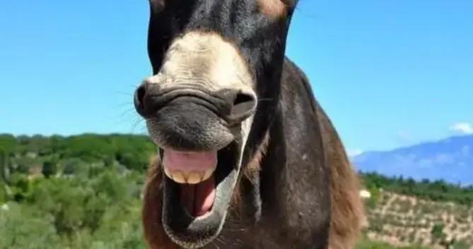 剛出爐的爆笑幽默笑話，個個笑點拉滿，讓你哈哈一笑，煩惱全消