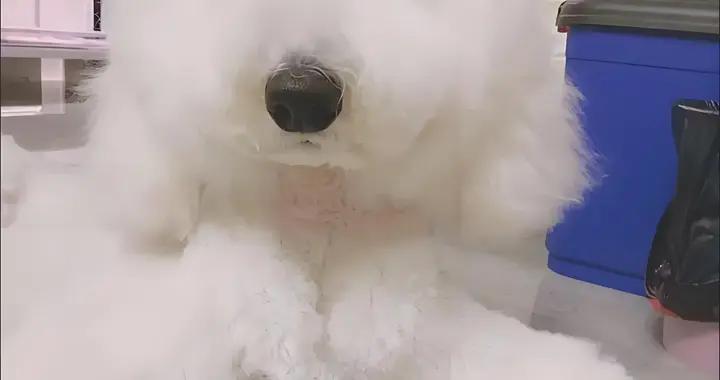 狗狗鈣片推薦，有什麼比較好的牌子？