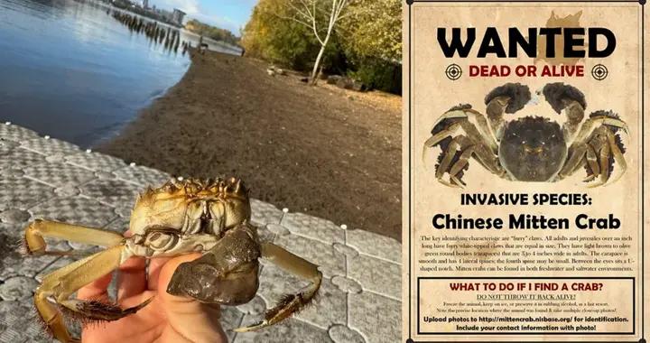 誰把大閘蟹扔進了波特蘭的河裏？這隻在橋底“散步”的美味，爲什麼嚇壞了美國人？