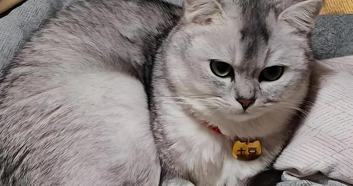 銀漸層有黑下巴喫什麼貓糧？緩解黑下巴貓糧有哪些推薦？