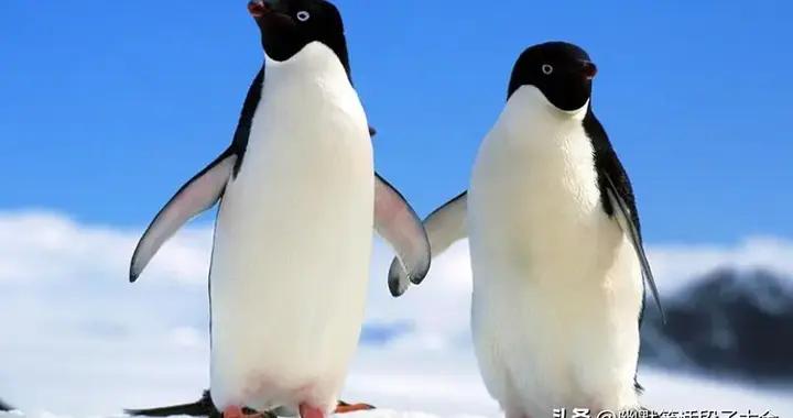 2026年最新出爐的爆笑幽默笑話，笑到拍桌笑到眼淚流，越看越上癮