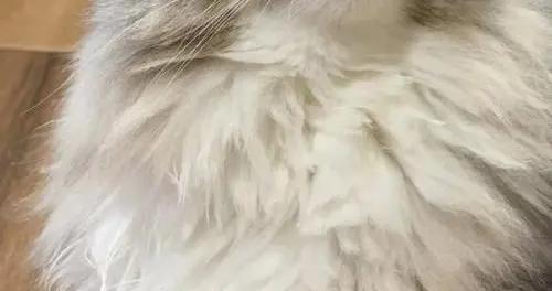 哪種寵物零食品牌比較好？