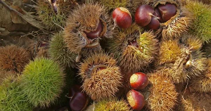 散文·故鄉的板栗