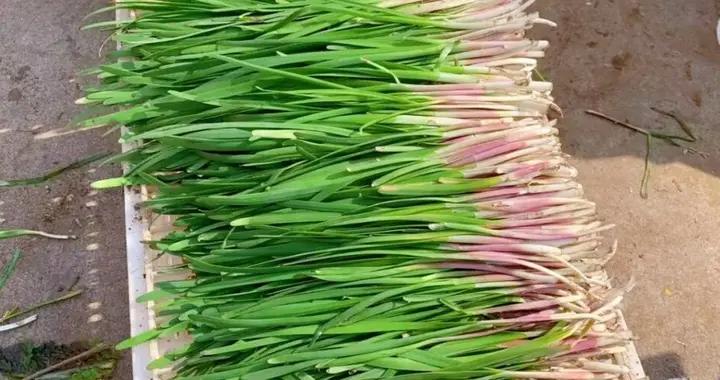 今天才知道，保存韭菜原來這麼簡單，不黃不爛葉，放半個月都新鮮