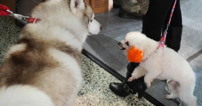 微言｜薩摩耶之死不應該變成相互的攻訐