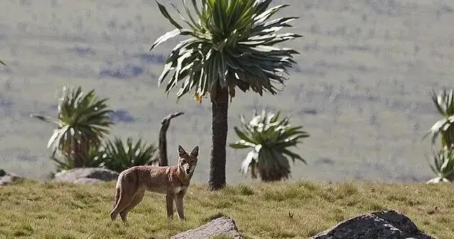第一頭被圈養救治的埃塞俄比亞狼，現在有了自己的小狼羣