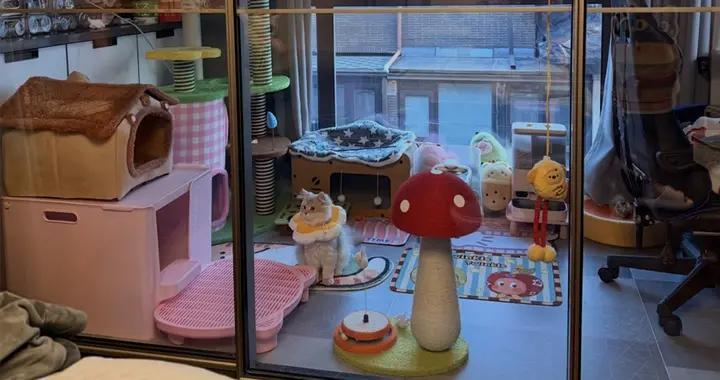 江蘇女生的4㎡“貓房”火了：臥室切一半，貓咪玩得歡還不拆家！