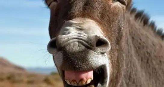 12個讓人捧腹大笑的爆笑幽默笑話，2026年就指着這幾個笑話活着了