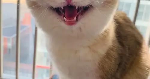 極品爆笑幽默笑話，笑到噴飯，笑到腮幫子疼！我老婆差點笑掉下巴