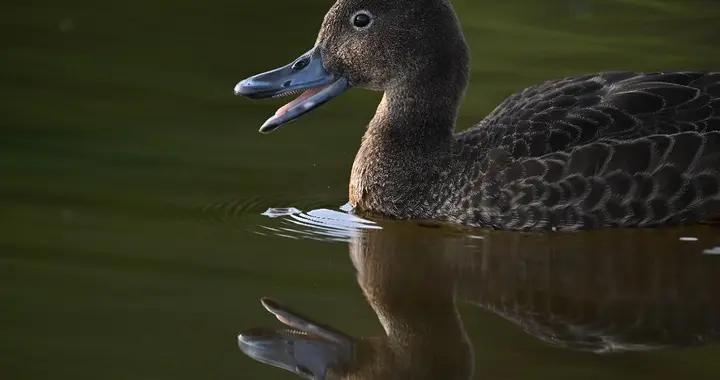 鏡見溼地生靈，傳遞自然共生之韻