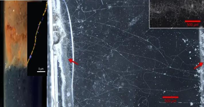 藏在海岸帶微生物世界中的“神祕電纜”