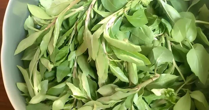 “春喫芽，賽仙丹”，春天多喫4種“芽菜”，順時養陽，疏肝健脾