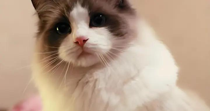 布偶貓有什麼貓糧推薦？選對糧輕鬆改善煩惱