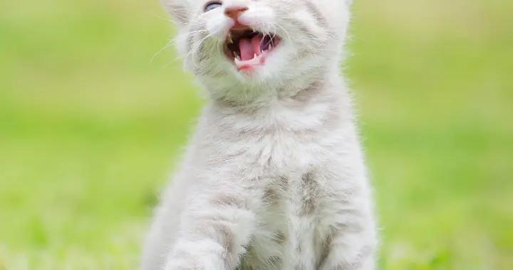 極品爆笑幽默笑話，越看越上癮！笑到拍桌，承包你假期的所有笑點