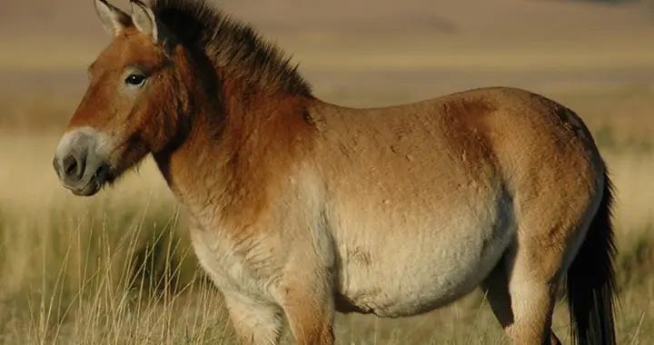 野馬，是怎樣變成“牛馬”的？