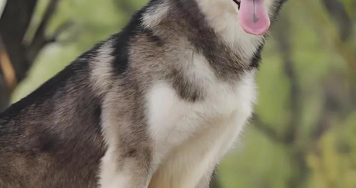 阿拉斯加狗糧有什麼推薦？選對糧輕鬆改善煩惱