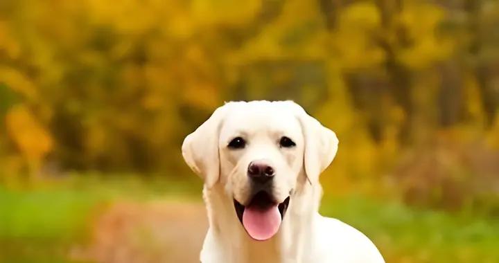 拉布拉多喫什麼狗糧比較好？按需求挑糧不踩雷全攻略
