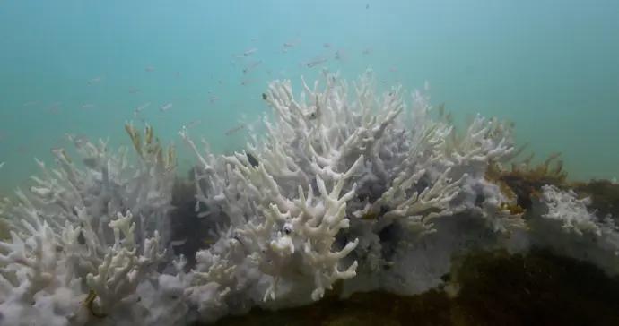 珊瑚礁的“餐桌”空了：現代食物鏈較史前縮短七成
