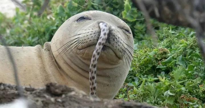 年輕海豹把鰻魚插進鼻孔，只因爲趕時髦？