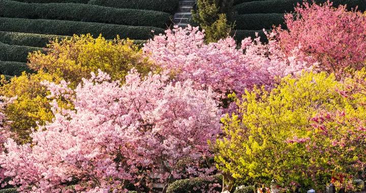 強烈建議3-5月走起的9條自駕路線，春天花開成海，沿途美成天堂！