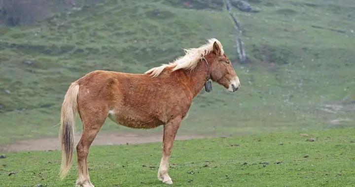 馬年說馬：一口氣盤點20句帶馬的千古名句
