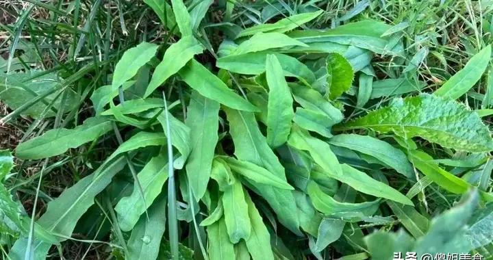 這菜全身是寶，卻因名字被嫌棄，比薺菜韭菜還營養，蒸包子喫真香