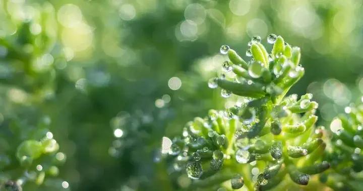 雨水：陽氣初生防溼邪