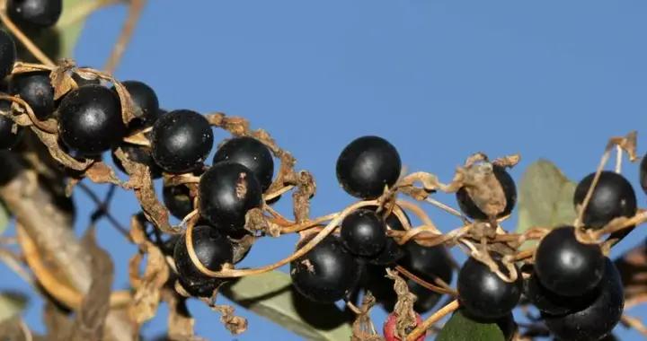 路邊的這種小黑果，最好別喫！它害我們扒了幾個月的鳥屎……