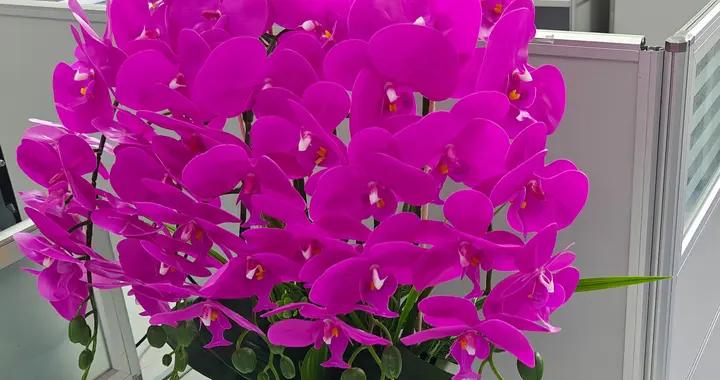 春風啓歲，護佑 “童” 行 —神經外科恭祝大家馬年大吉，萬事勝意！