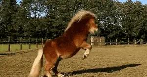 拔根馬尾毛就能縫傷口，這是最讓我震驚的馬年冷知識