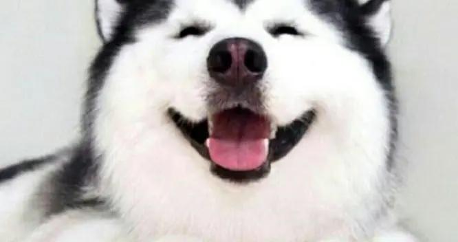 13個壓箱底的極品爆笑幽默笑話，個個戳中笑點，看一次笑一次