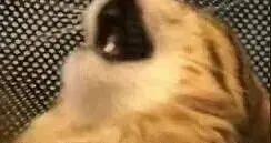 節後上火怎麼辦？2款護胃食療方推薦