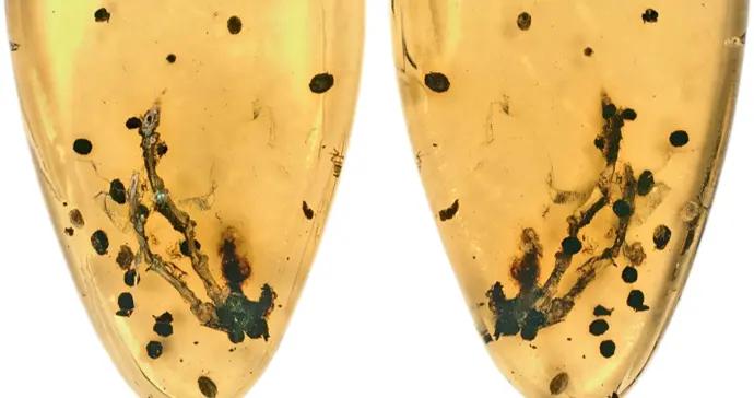 億年前蜥蜴得骨瘤？中國主導，首次琥珀中發現骨腫瘤病變直接證據