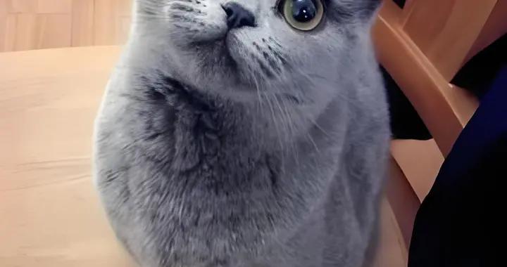 貓咪腸胃弱喫什麼貓糧好？口碑爆棚的優質糧合集