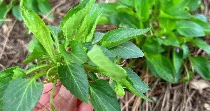 這菜全身是寶，卻常被人當成雜草，比薺菜還營養，包餃子喫真香！