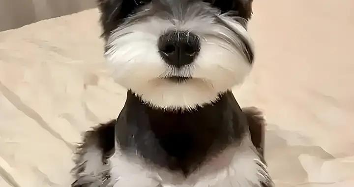 雪納瑞狗糧推薦，資深養寵人分享實用經驗